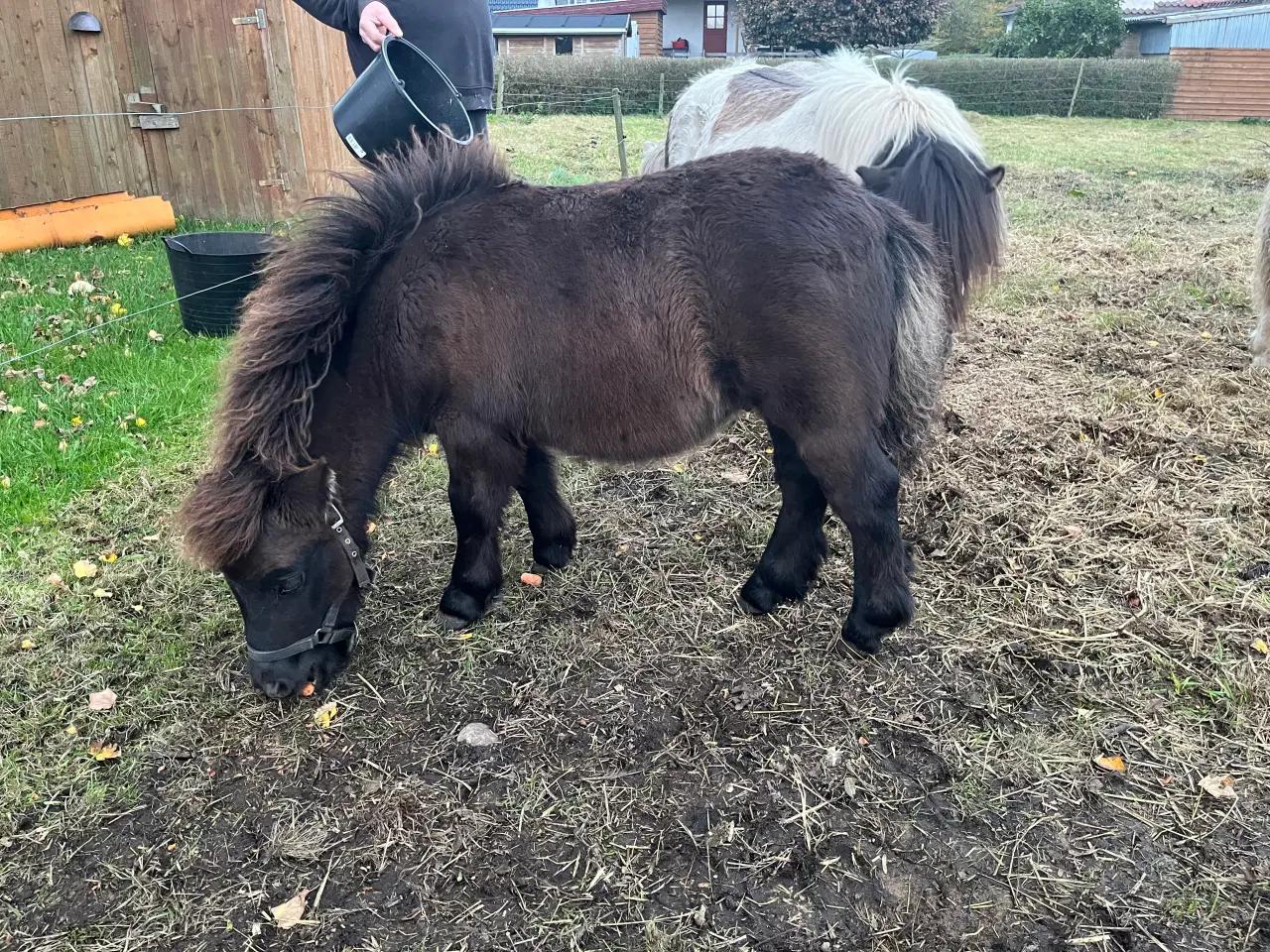 Billede 3 - Hingst - Bailey sælges - fuld stamtavle