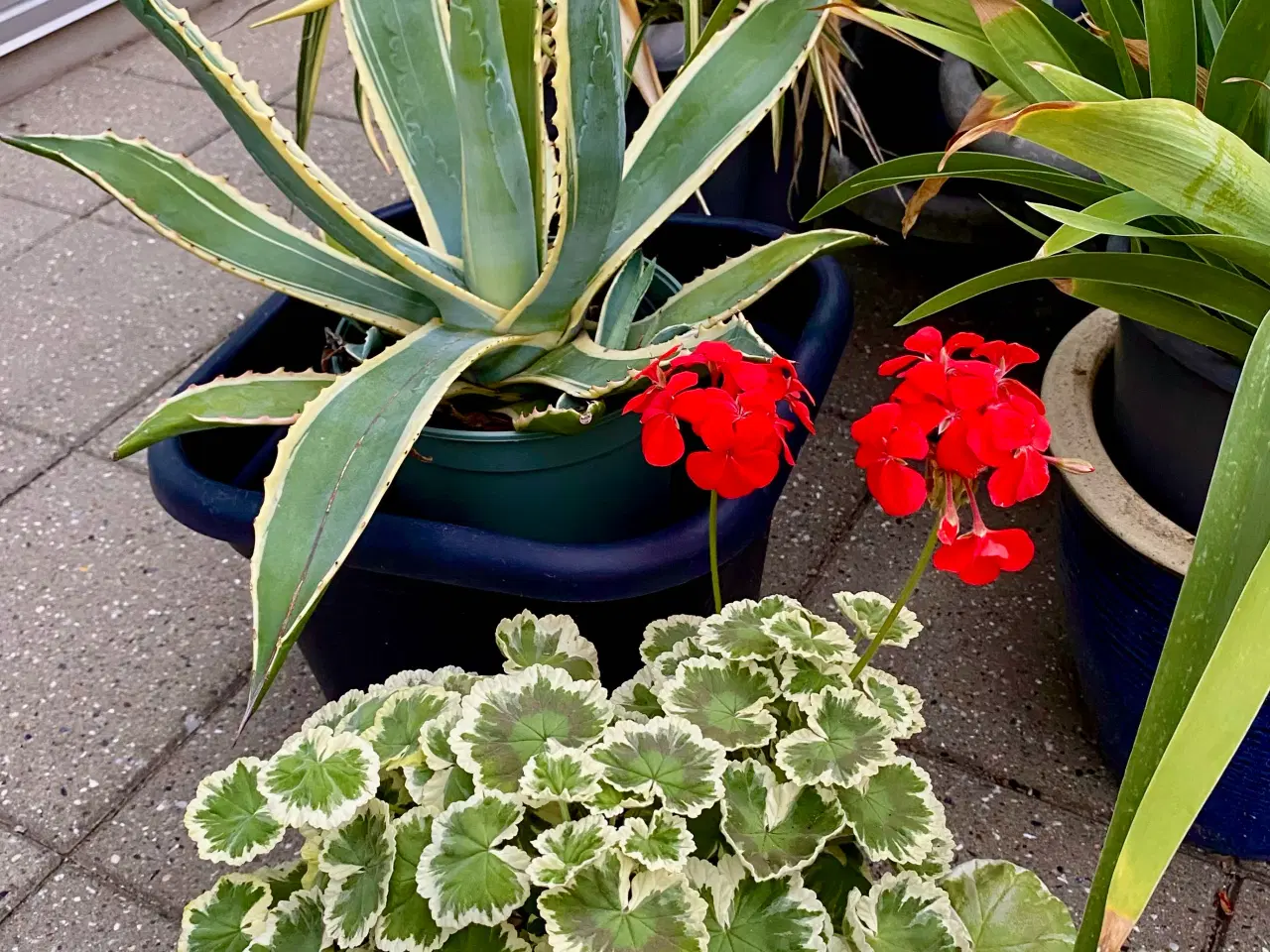Billede 1 - Pelargonie & Argave. 