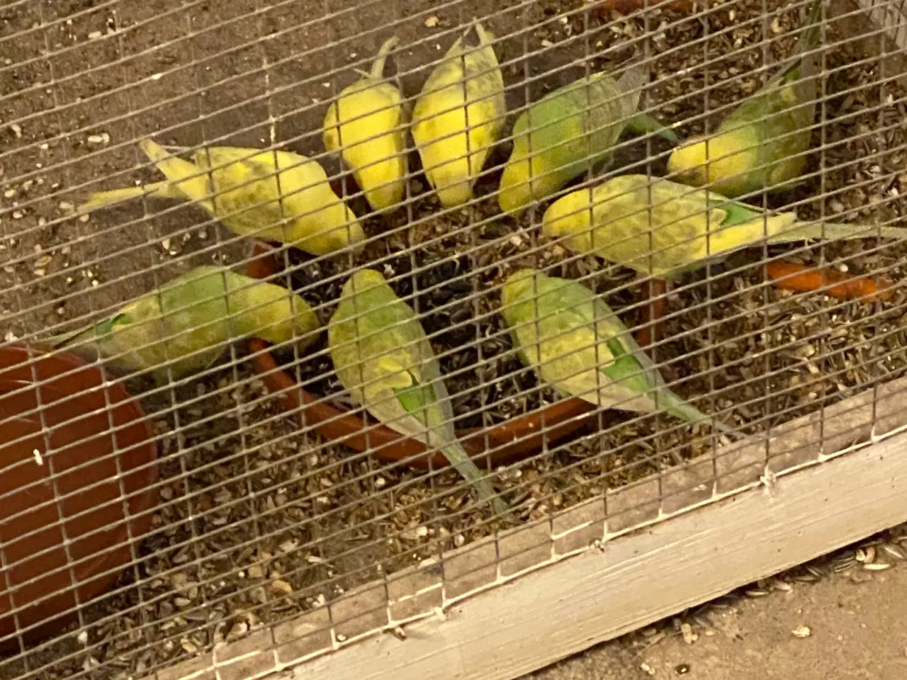 Billede 2 - 9 Undulater unger fra i år 60 kr. pr. stk. 