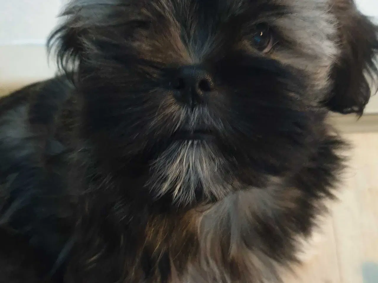 Billede 3 - Lhasa Apso - smukke Harley 🐾💕