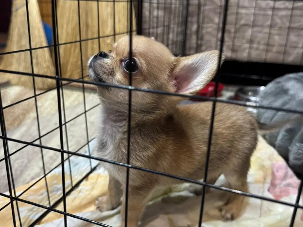 Billede 1 - Brun Chihuahua