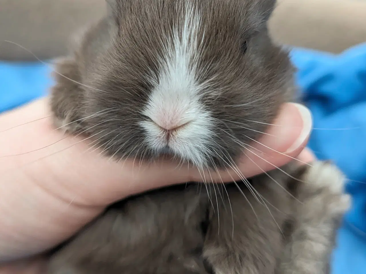 Billede 5 - Hermelin/minilop kaninunge sælges 