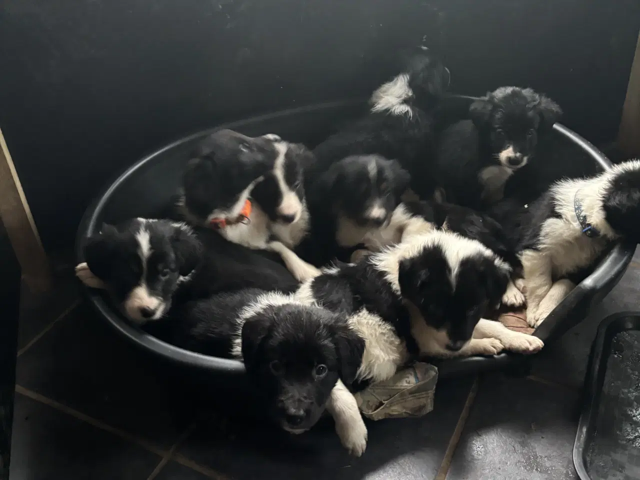 Billede 1 - Hvalpe blanding