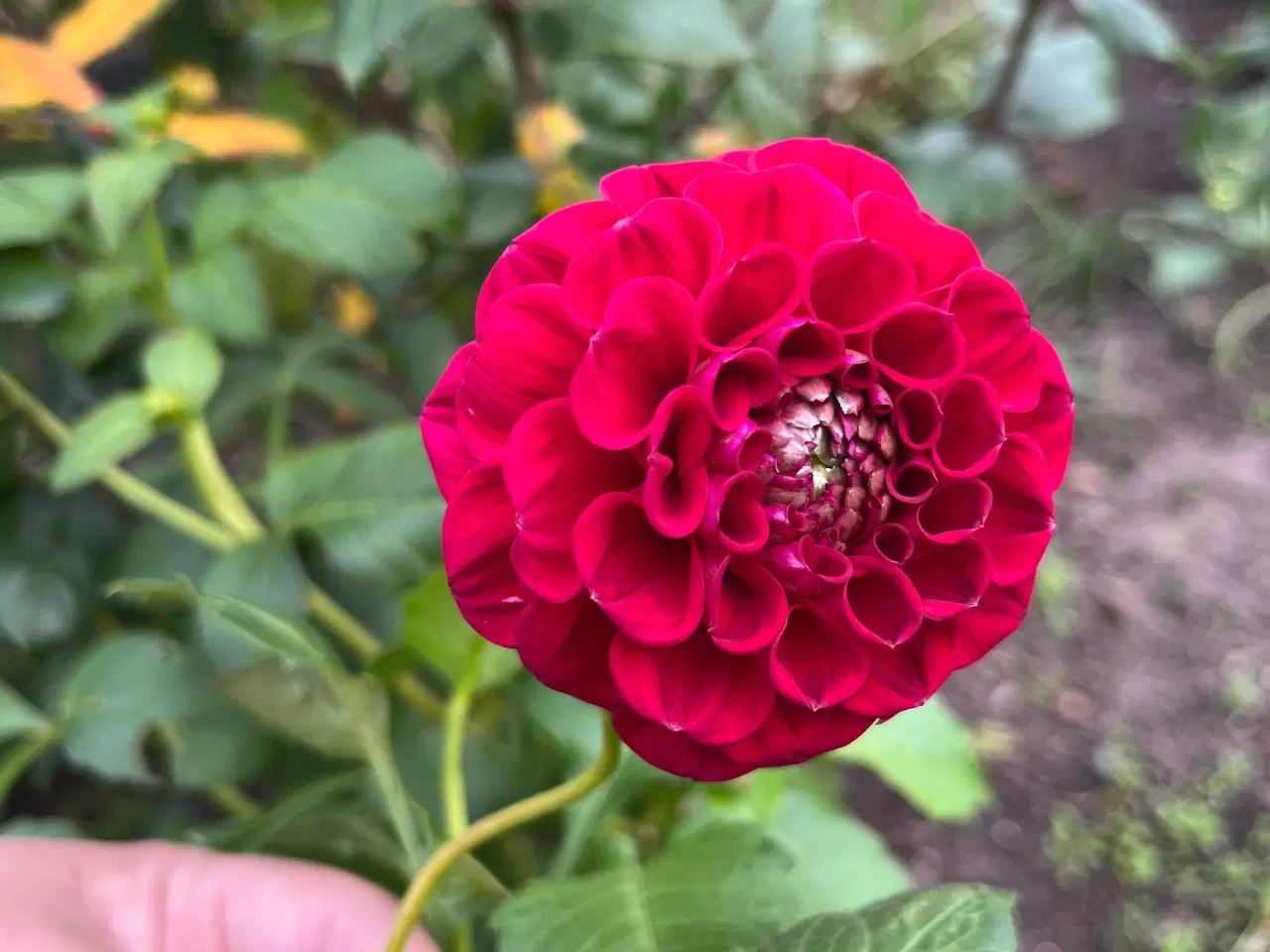 Billede 2 - Dahlia/georginer - forspiret