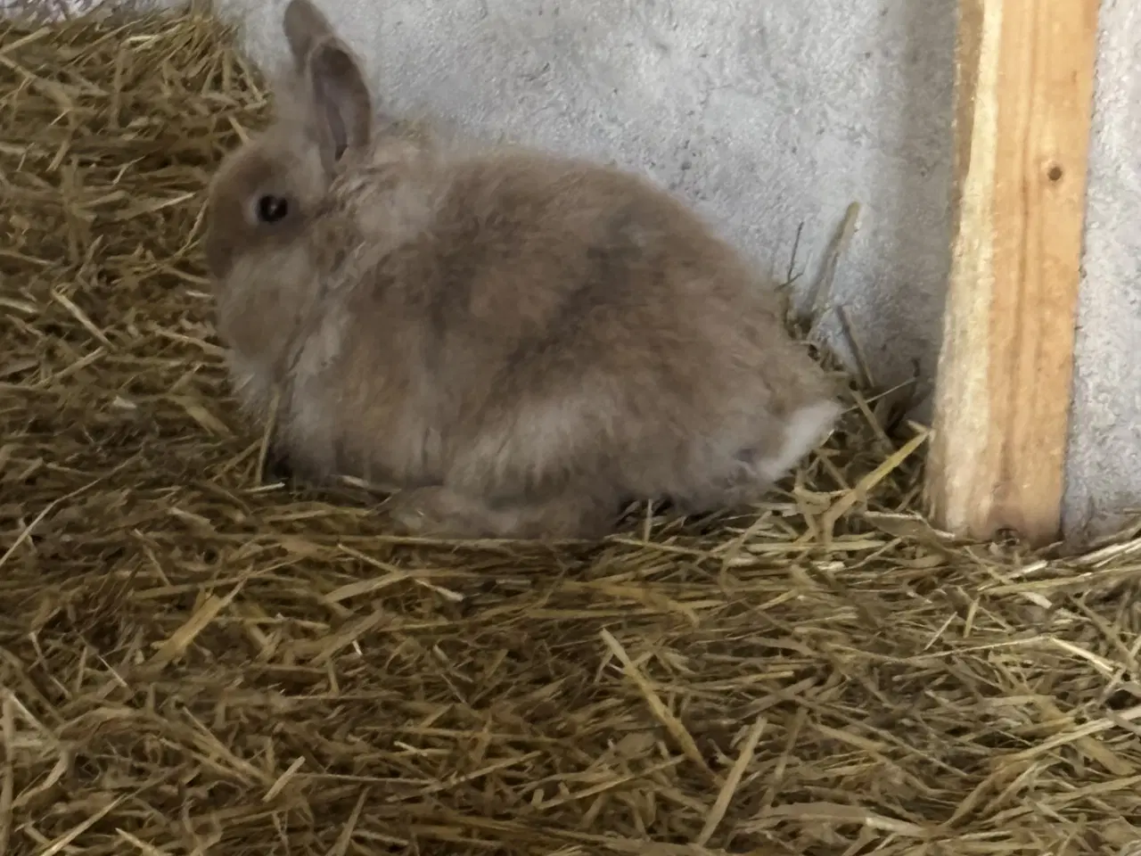 Billede 2 - Kaniner sælges
