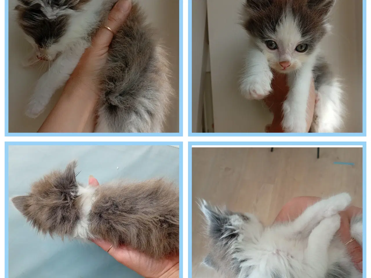 Billede 18 - Mainecoon killinger 