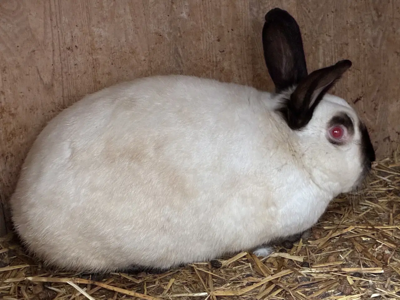 Billede 4 - Kanin