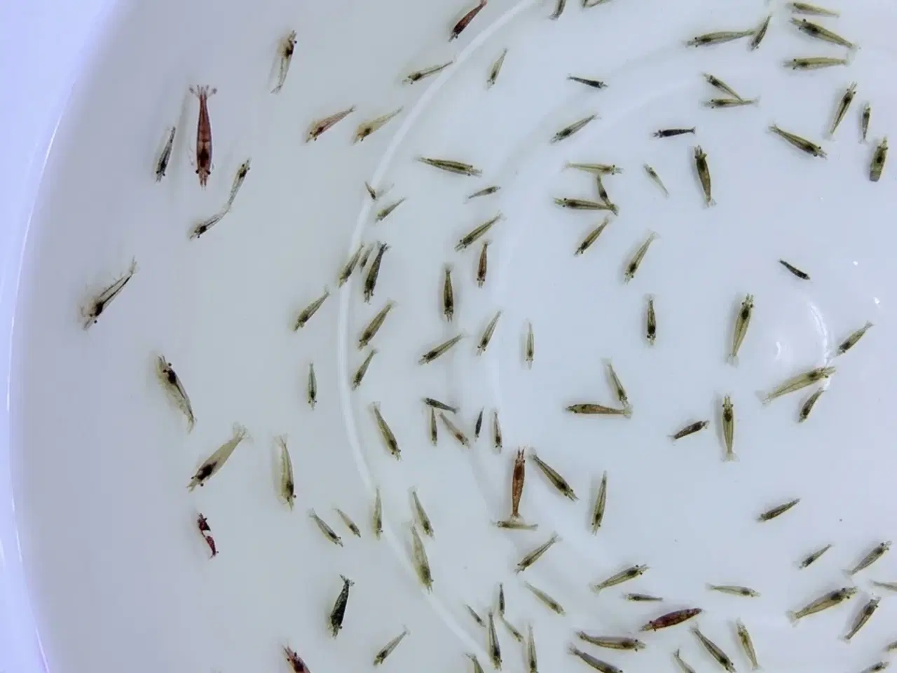 Billede 1 - Flotte mix akvarierejer