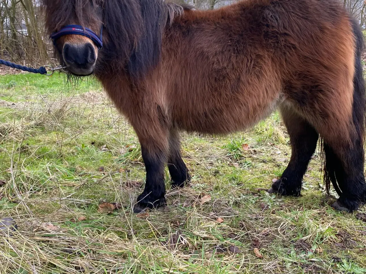 Billede 6 - Lækker shetlænder hoppe