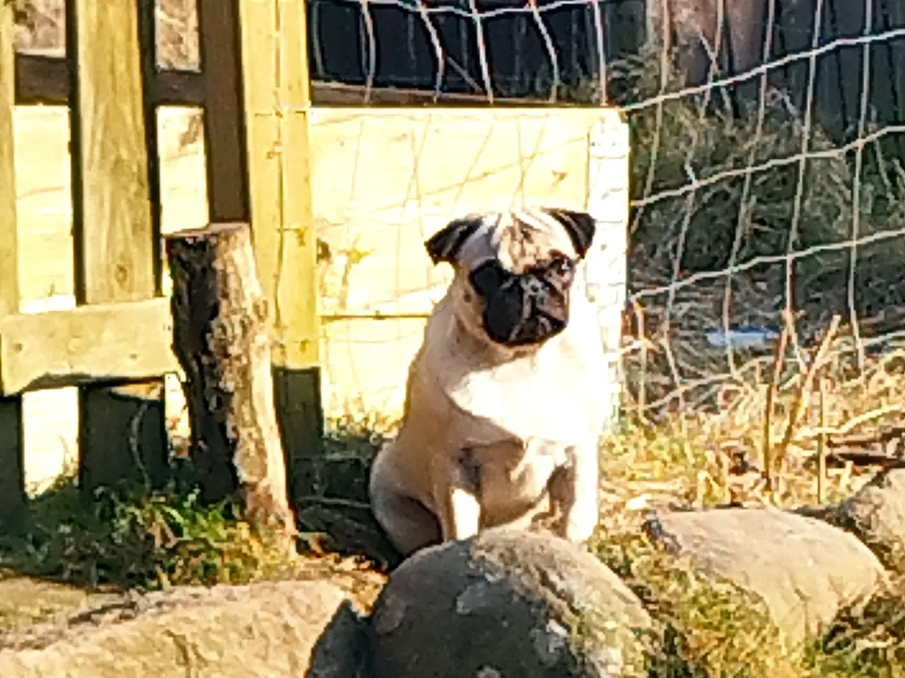 Billede 1 - Mops tæve 