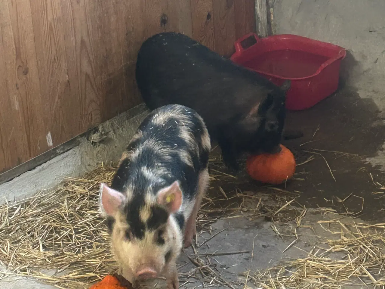 Billede 2 - Minisota mini / kunekune grise