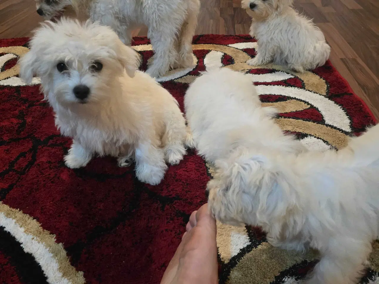 Billede 10 - Bichon malteser søger nyt hjem 