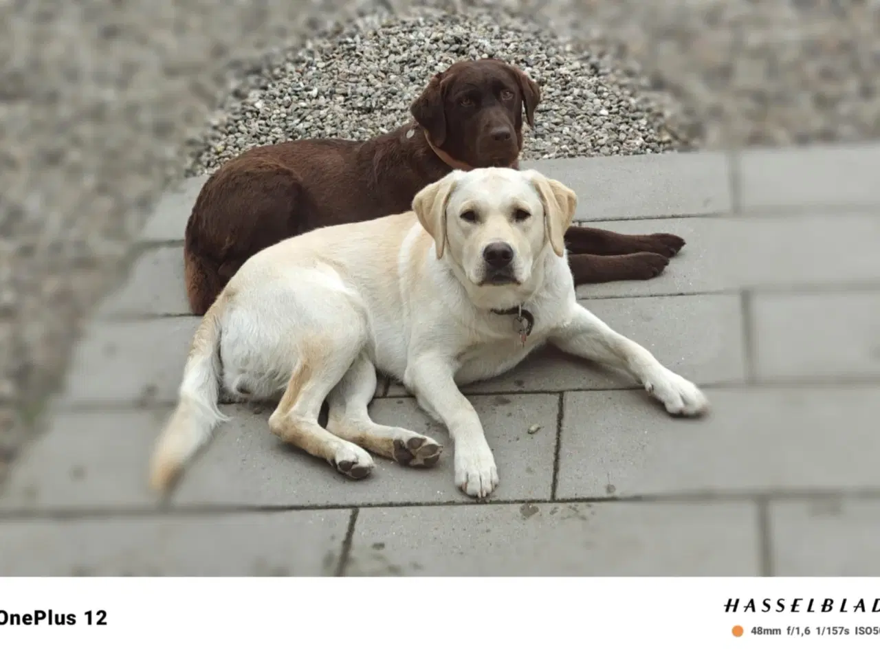 Billede 4 - Golden/Labrador blanding hvalpe 