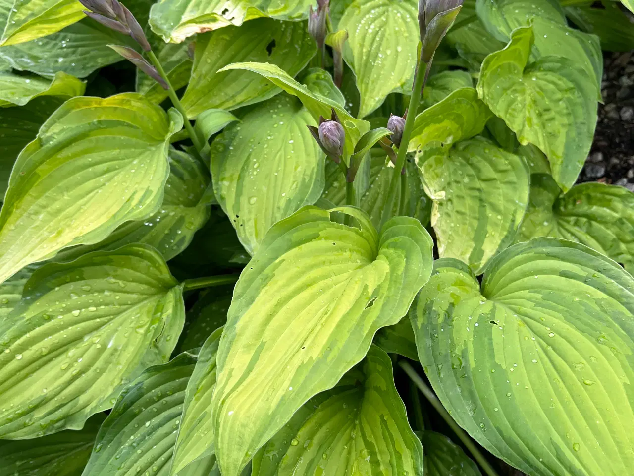 Billede 1 - Flotte gratis Hosta/Funkia