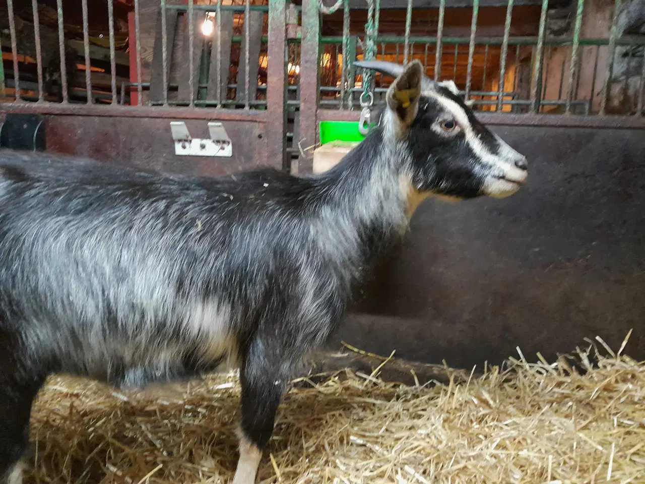 Billede 2 - Dværggeder 2 mødre 2 kid