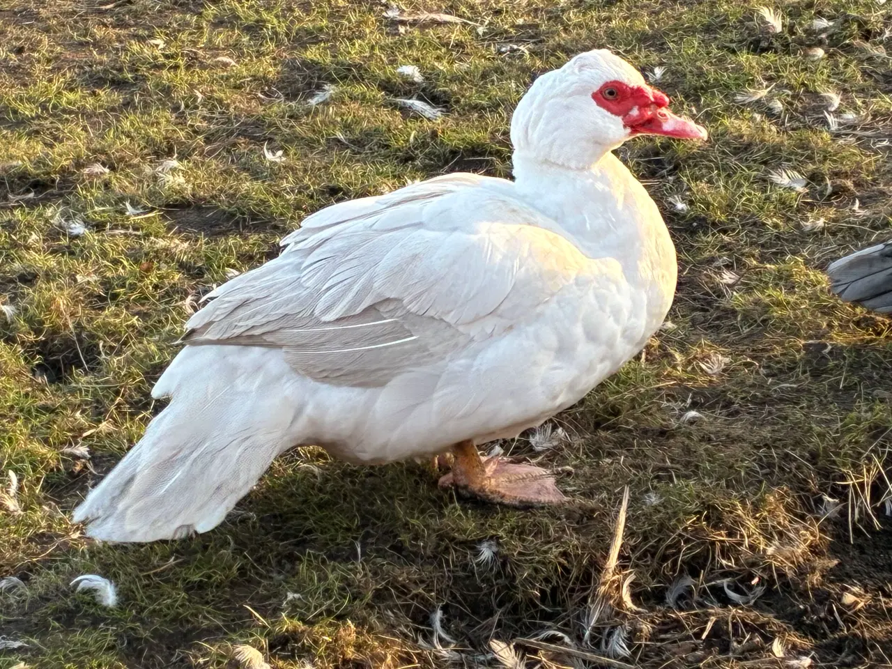 Billede 1 - Moskusandriker sælges eller bytres