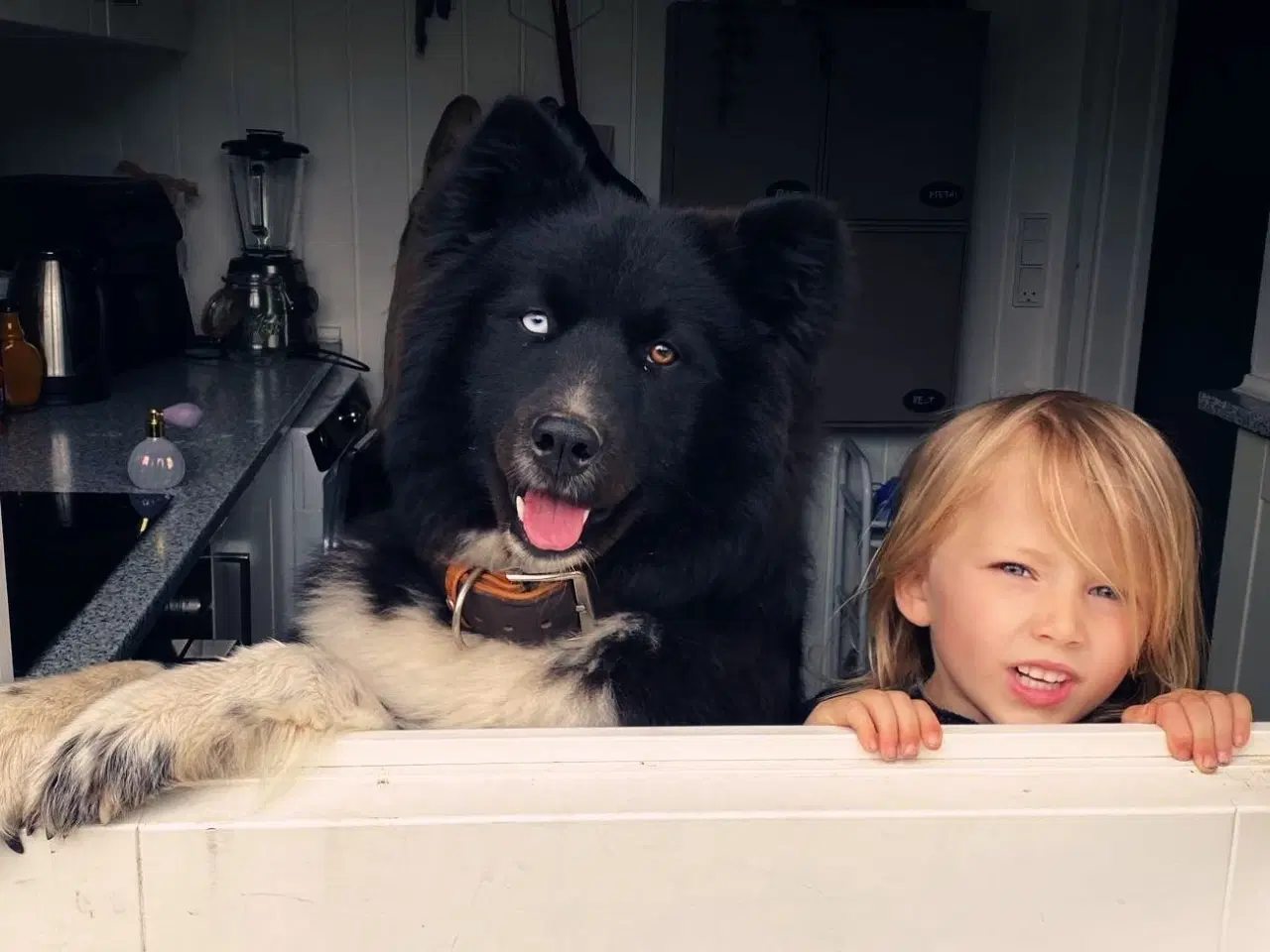 Billede 5 - Verdens bedste Samojede/boardercollie