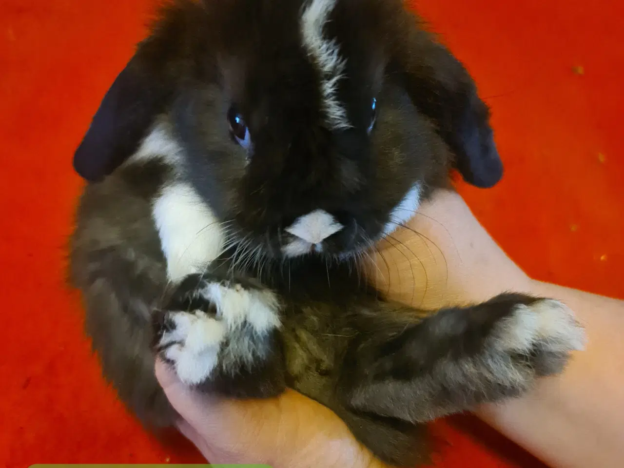 Billede 3 - Mini Lop Kaninunger 