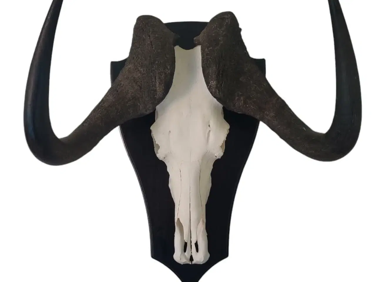 Billede 1 - Jagttrofæ, Afrikansk Gnu