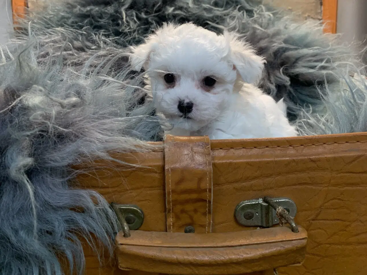 Billede 10 - De smukkeste Maltichon babyer 