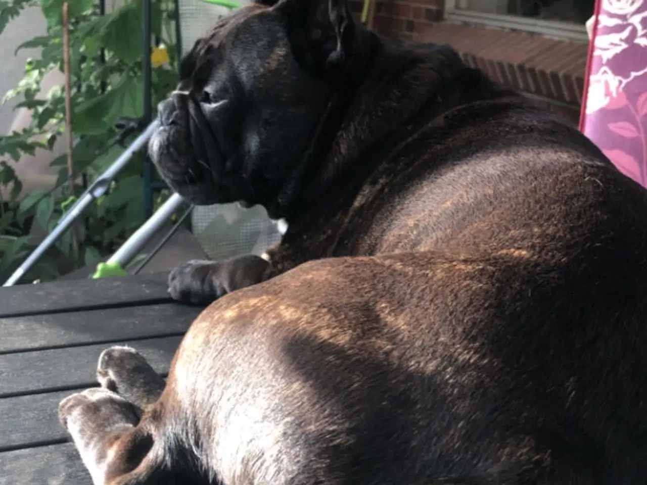 Billede 5 - Fransk bulldog parring