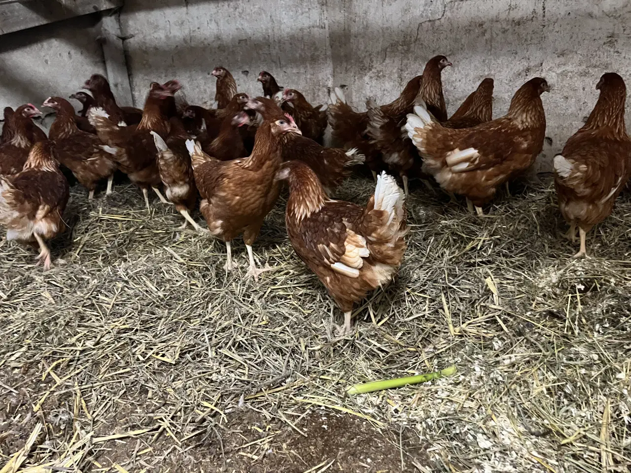 Billede 2 - Isa Brown, Røde amerikanere