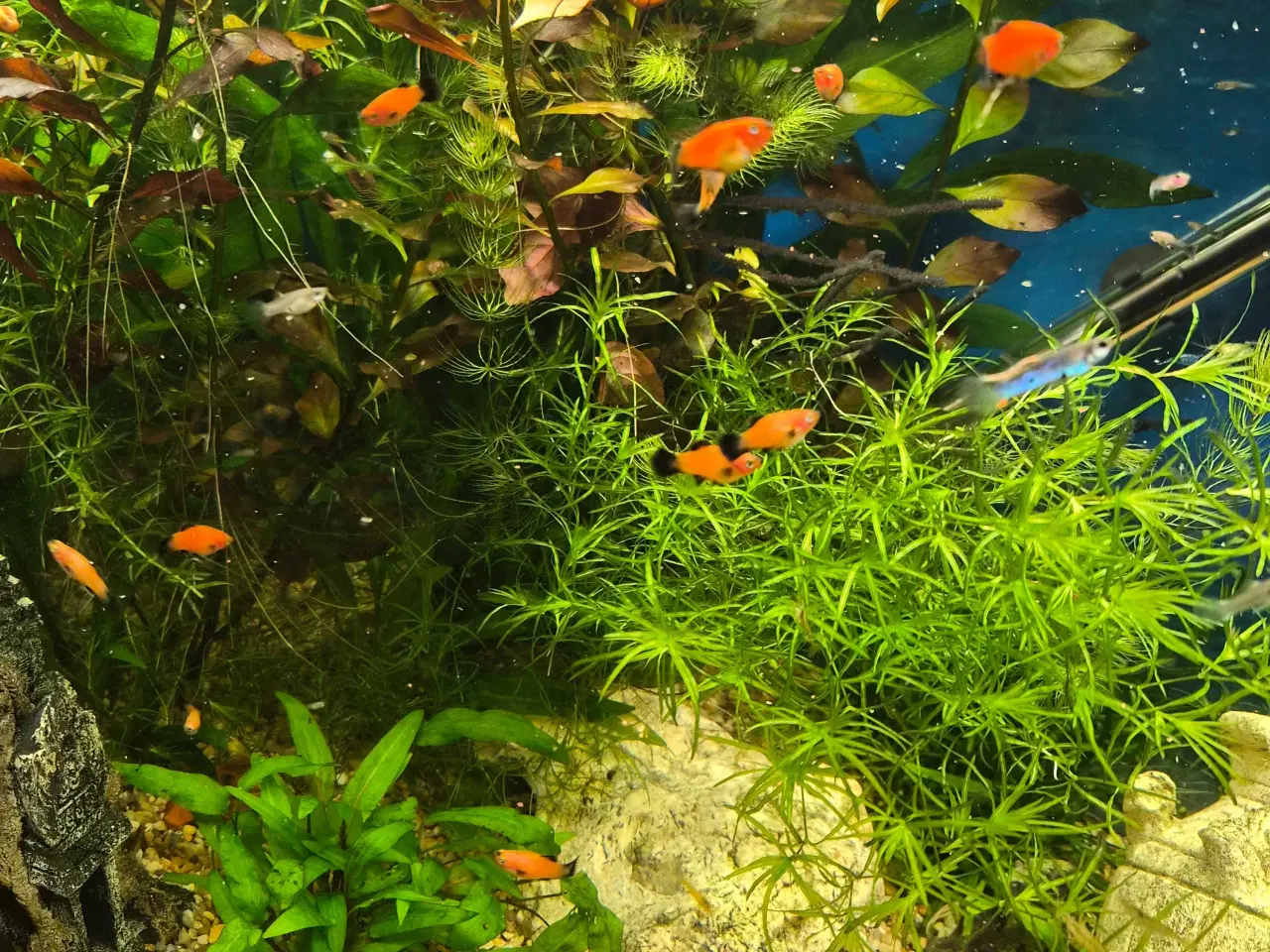 Billede 1 - Molly og Guppy yngel