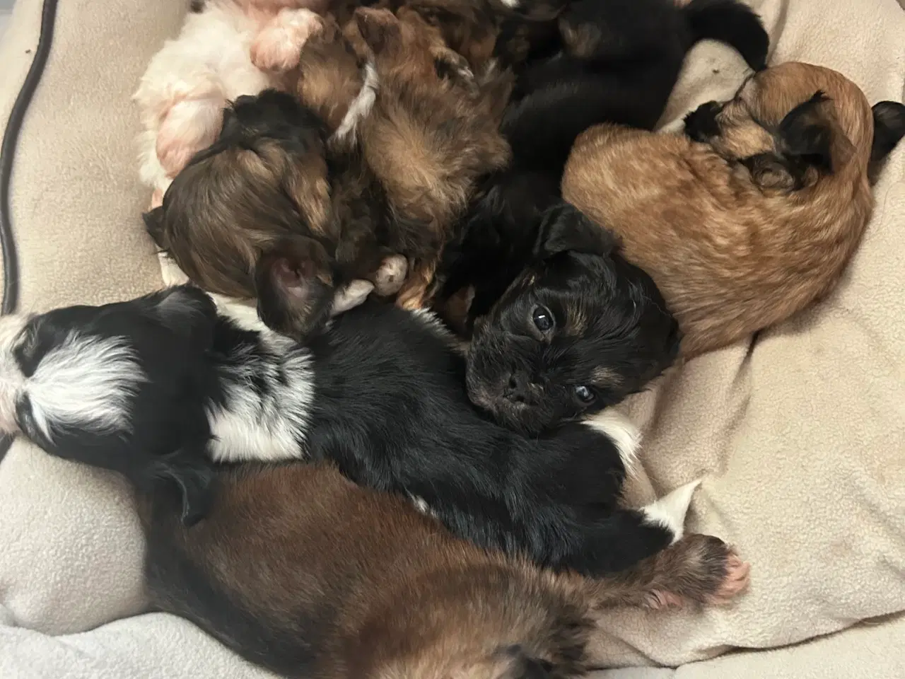 Billede 1 - Lhasa Apso/ Bichon Havannaise 