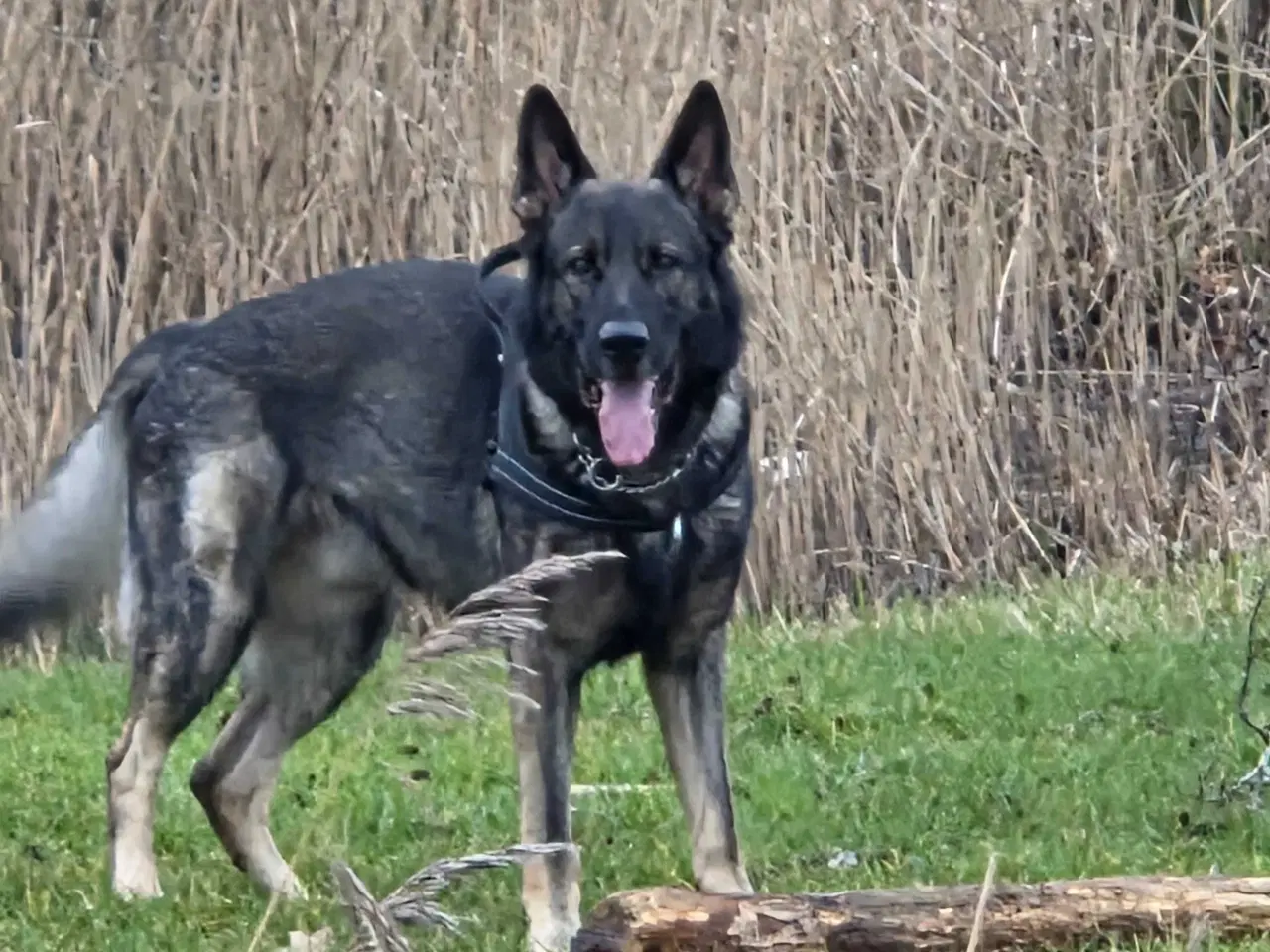 Billede 4 - Grå schæfer han hund