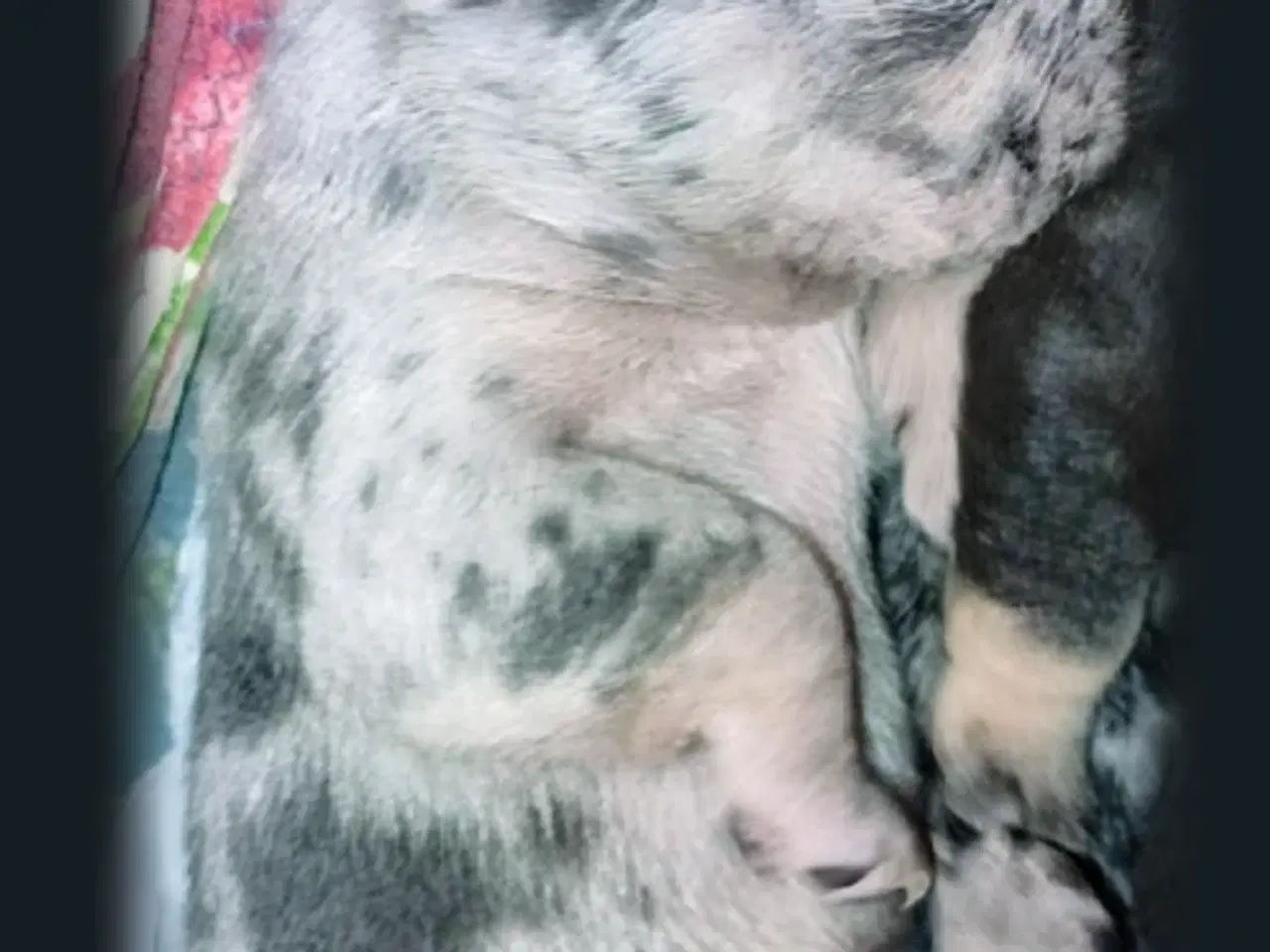 Billede 6 - Fransk bulldog hvalpe.