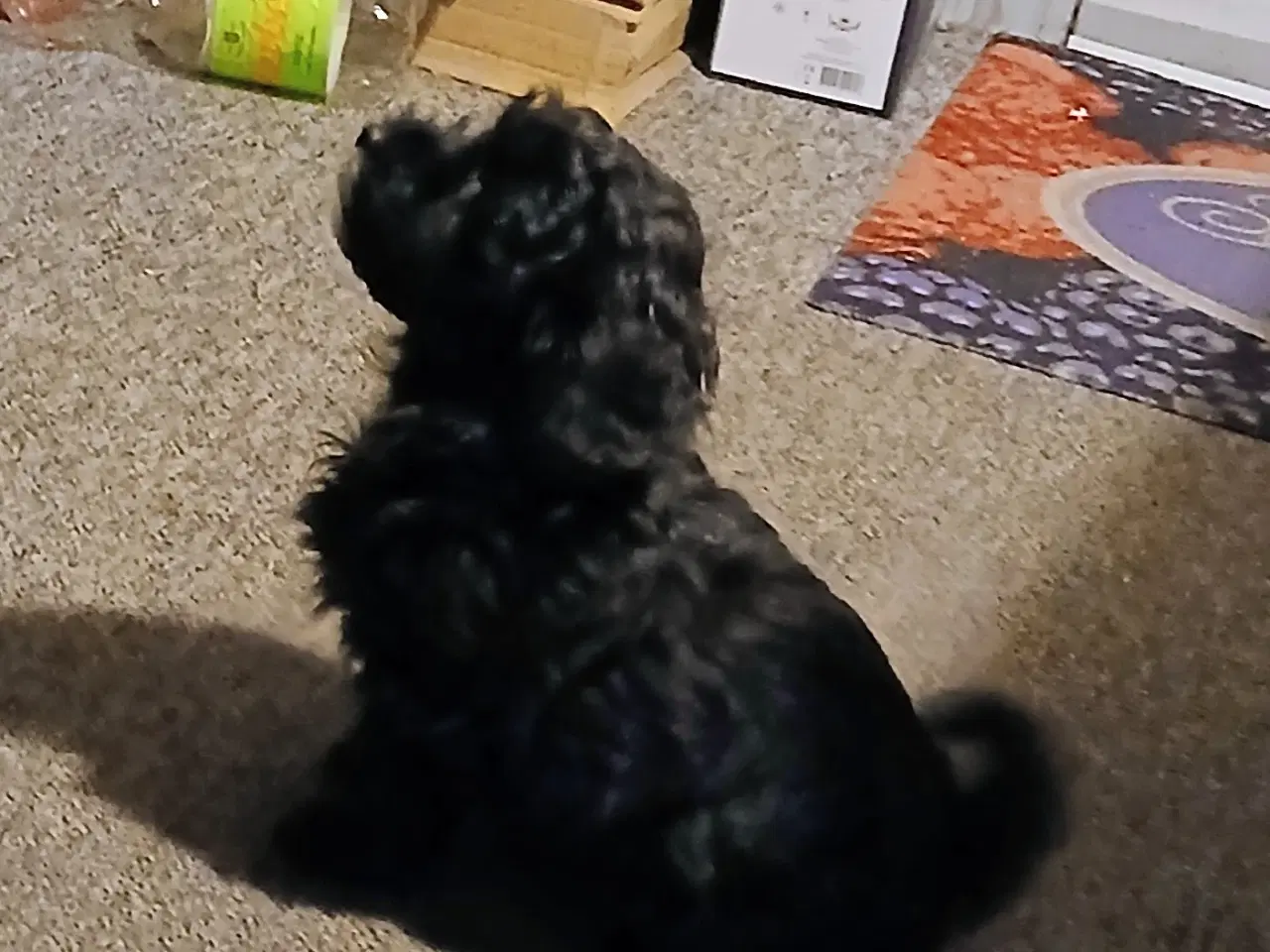 Billede 9 - Havapoo Puddel/Havaneser 