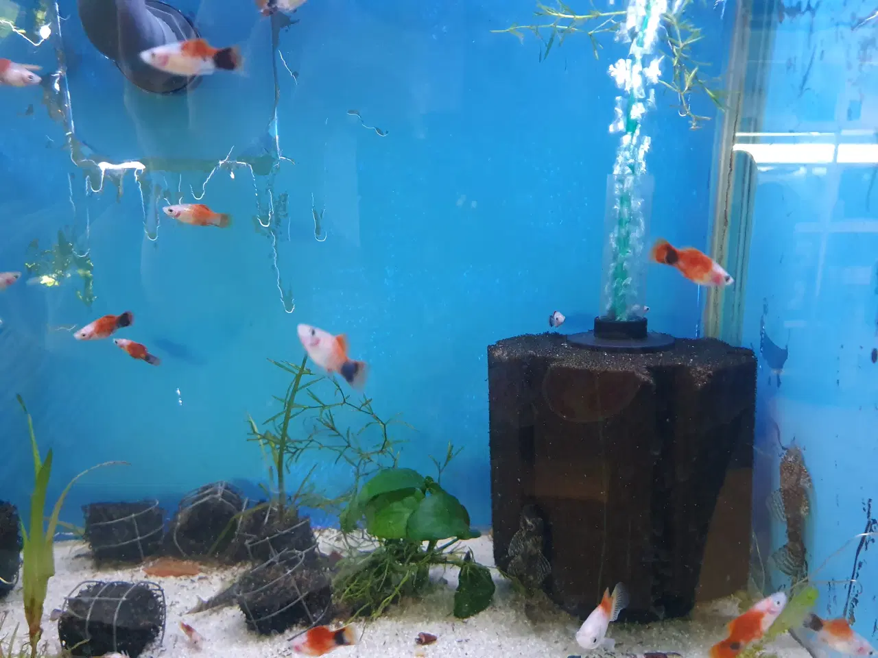 Billede 2 - đ Platy akvariefisk sĂŚlges â flotte farver og sun