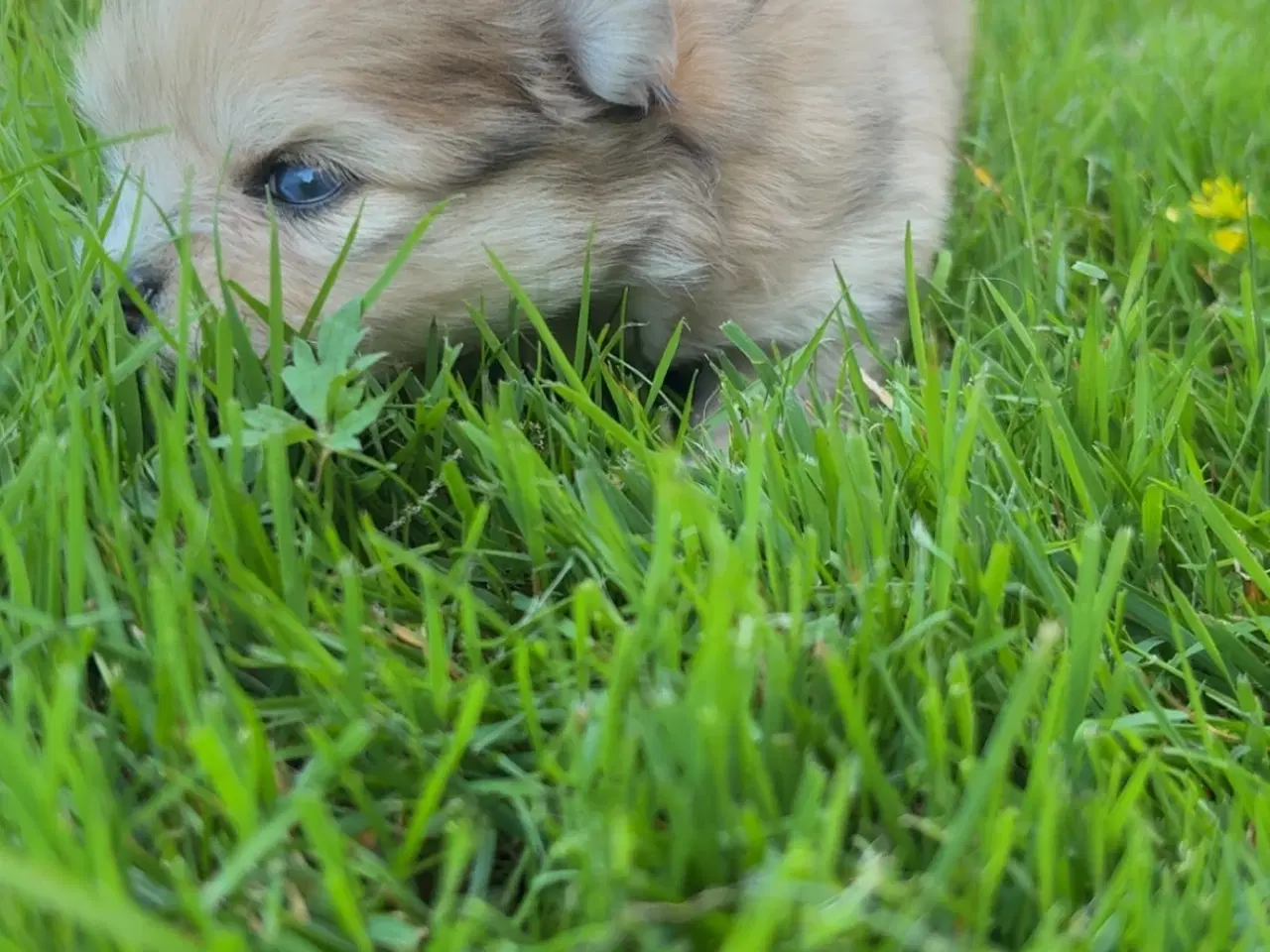 Billede 8 - Pomeranian hvalpe blue Merle 