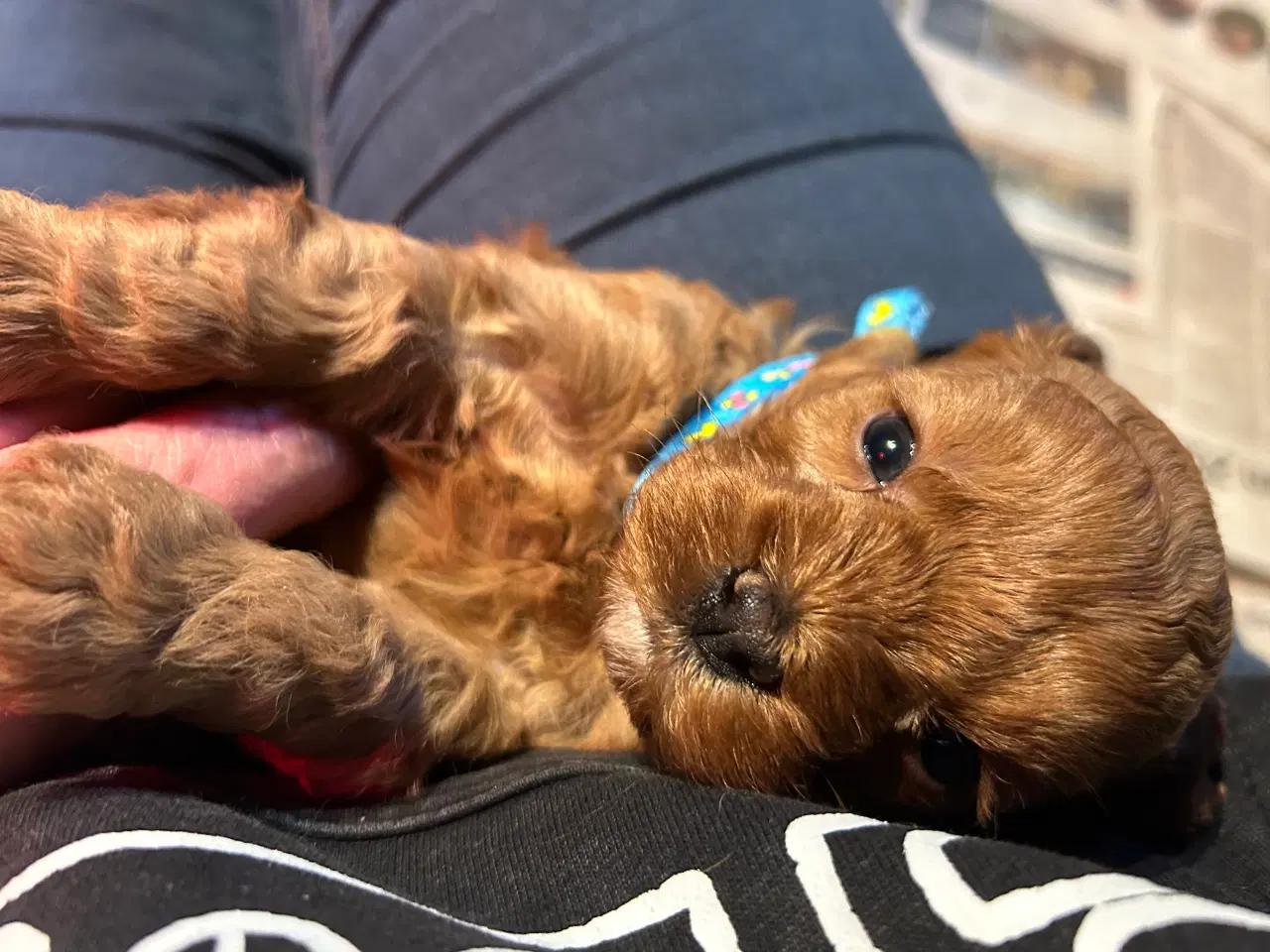 Billede 11 - Mini Cavapoo F2