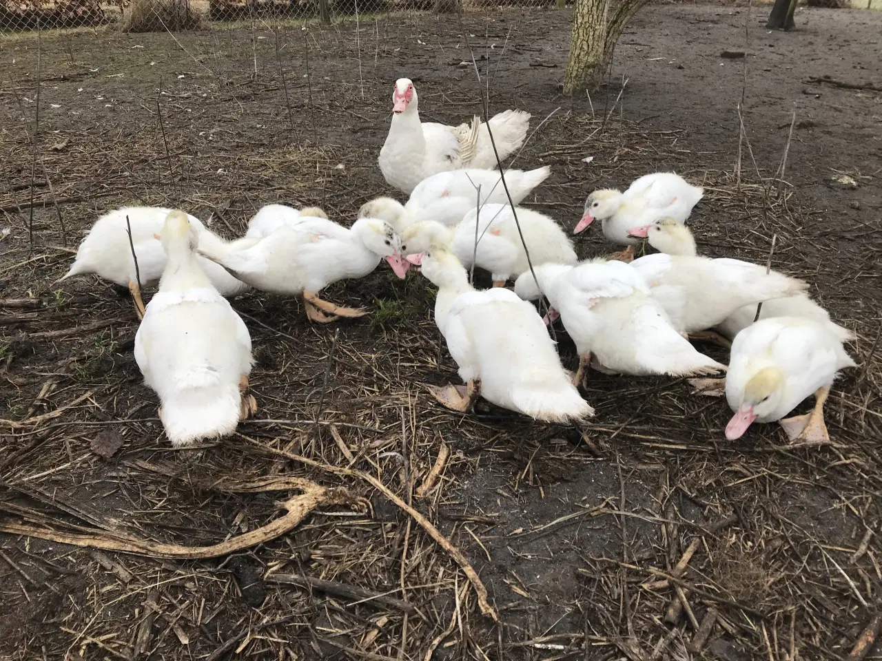 Billede 4 - Franske moskusællinger sælges