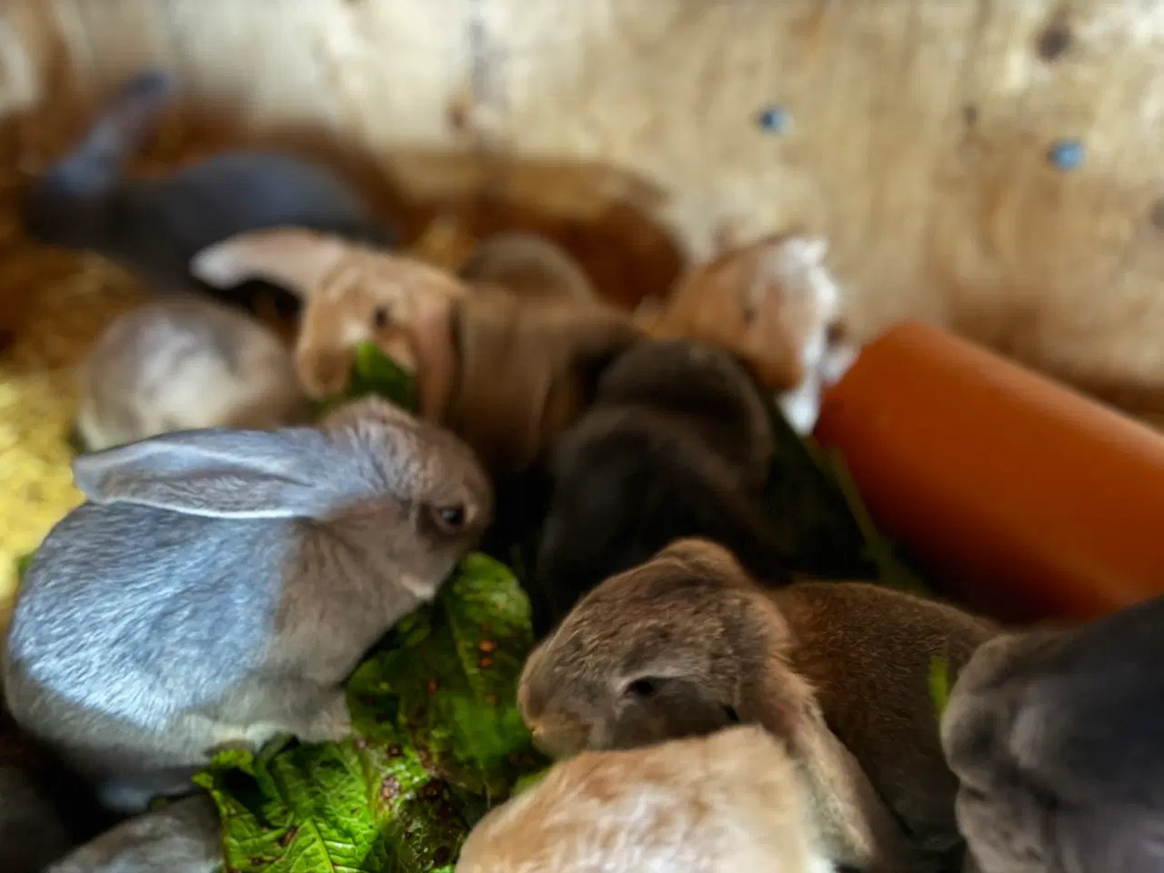 Billede 5 - Kaniner 