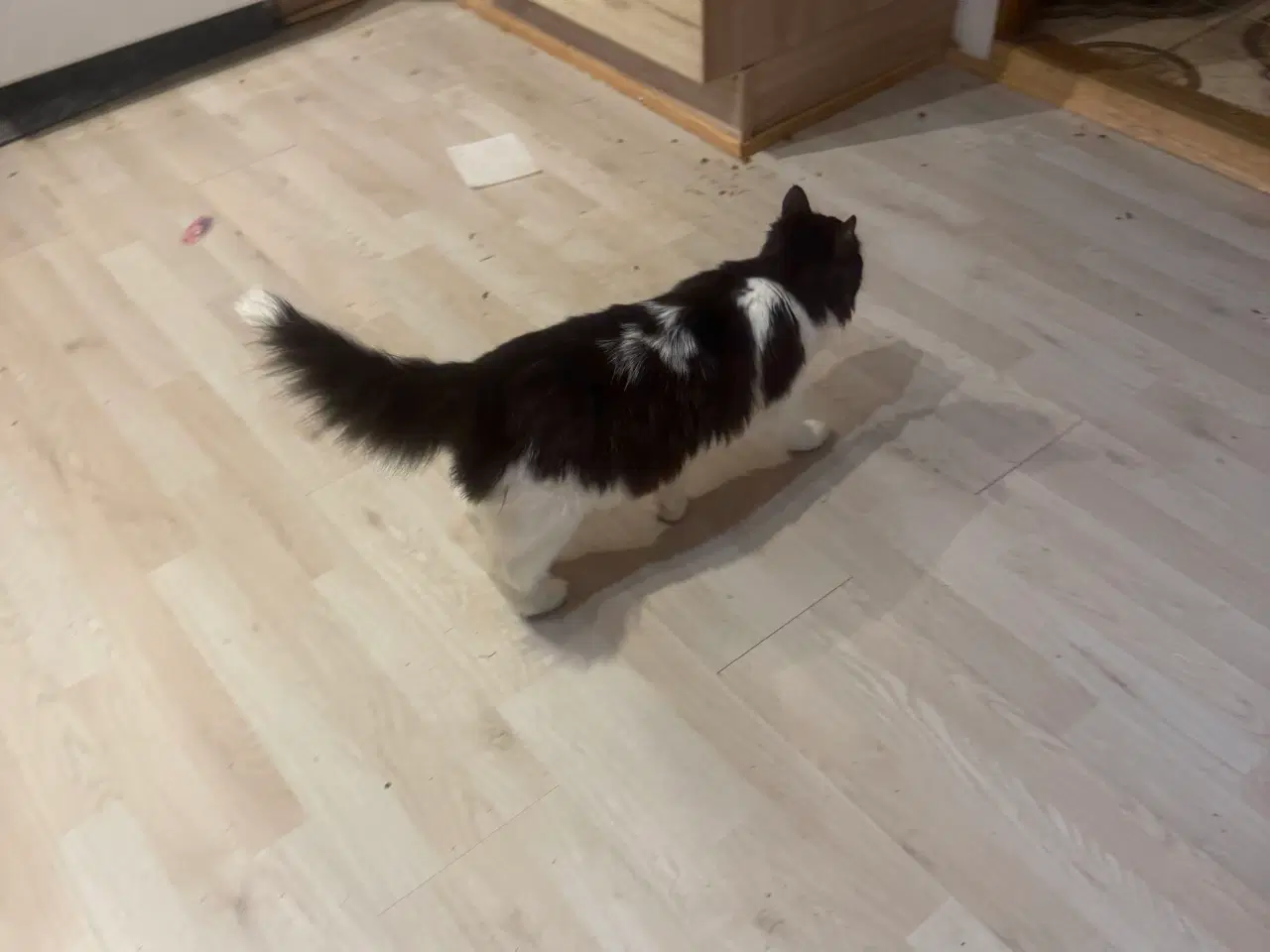 Billede 10 - Kattekilling 