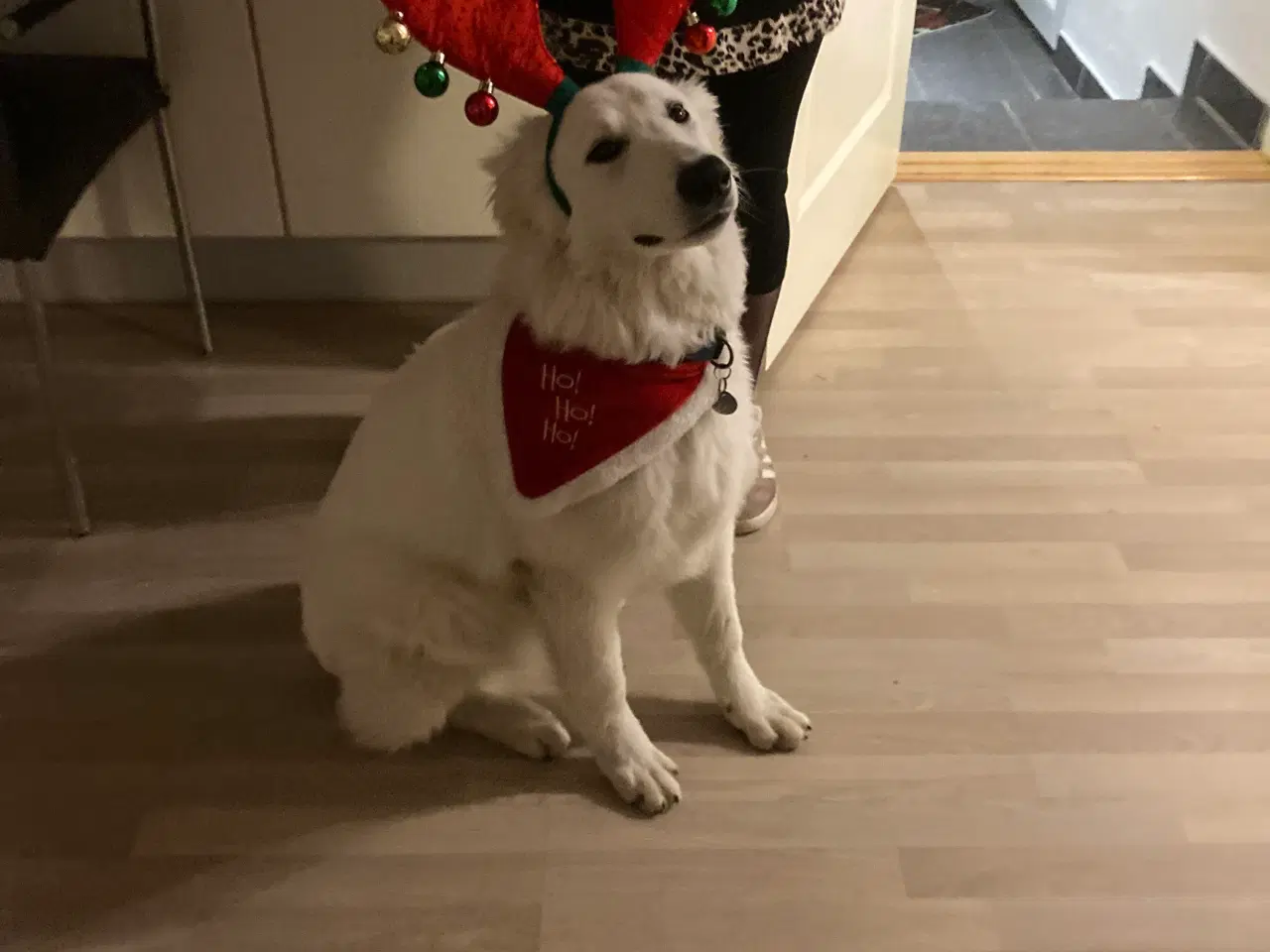 Billede 9 - Dejlige jule hvalpe klar inden juleaften 