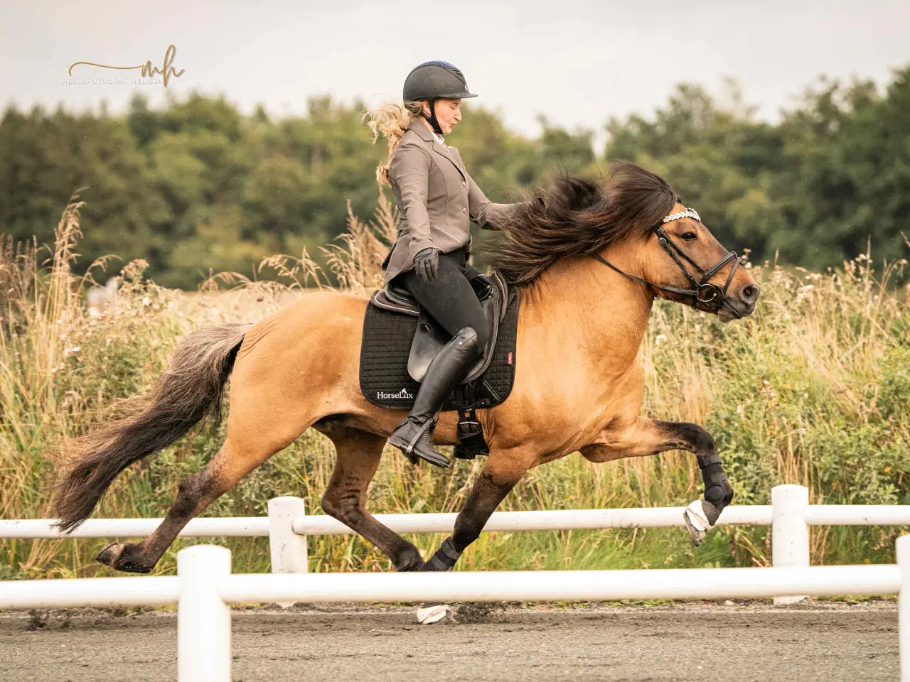 Billede 3 - Træning og tilridning af ponyer og islændere 
