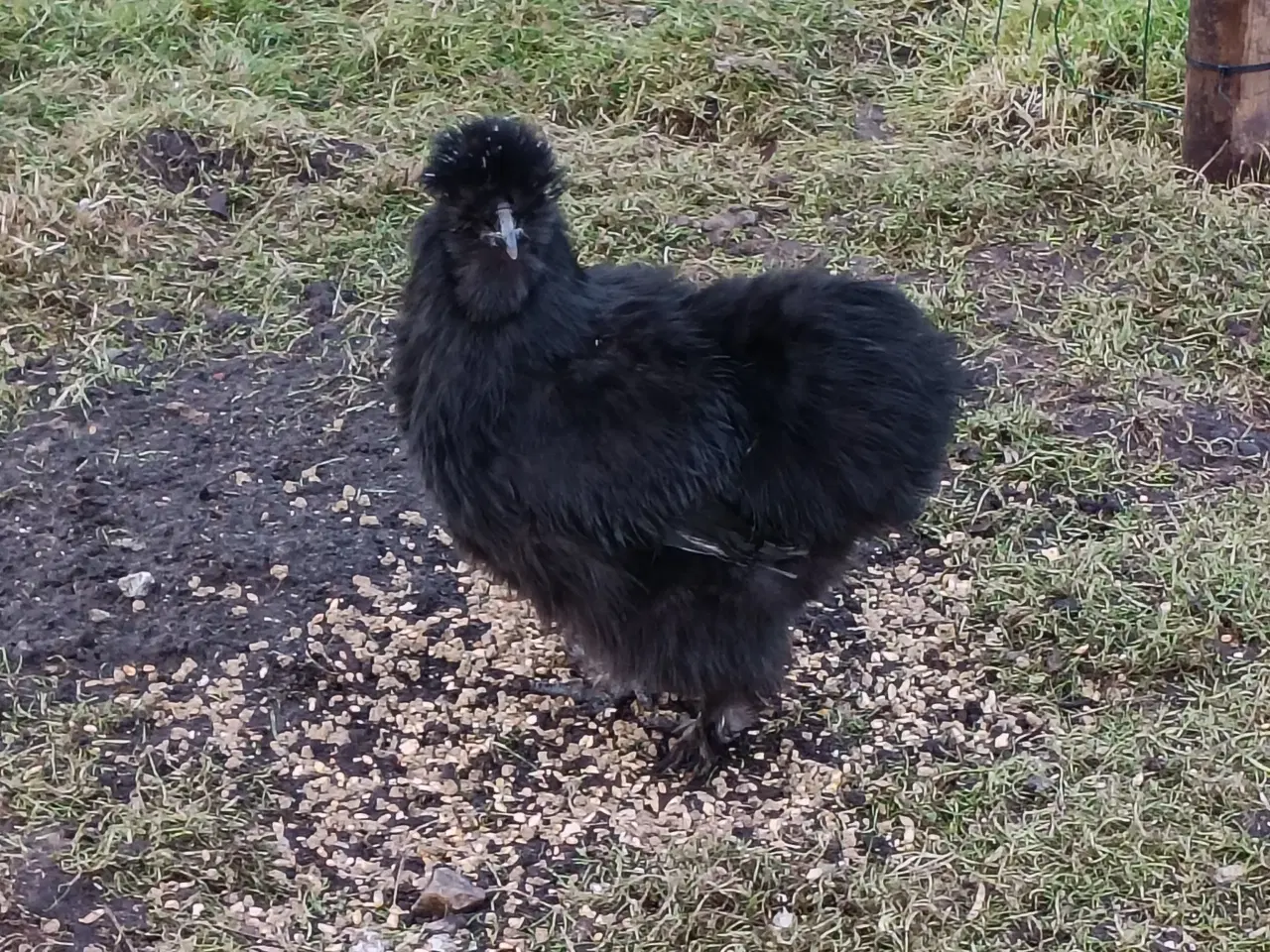 Billede 6 - Silke høns og Haner