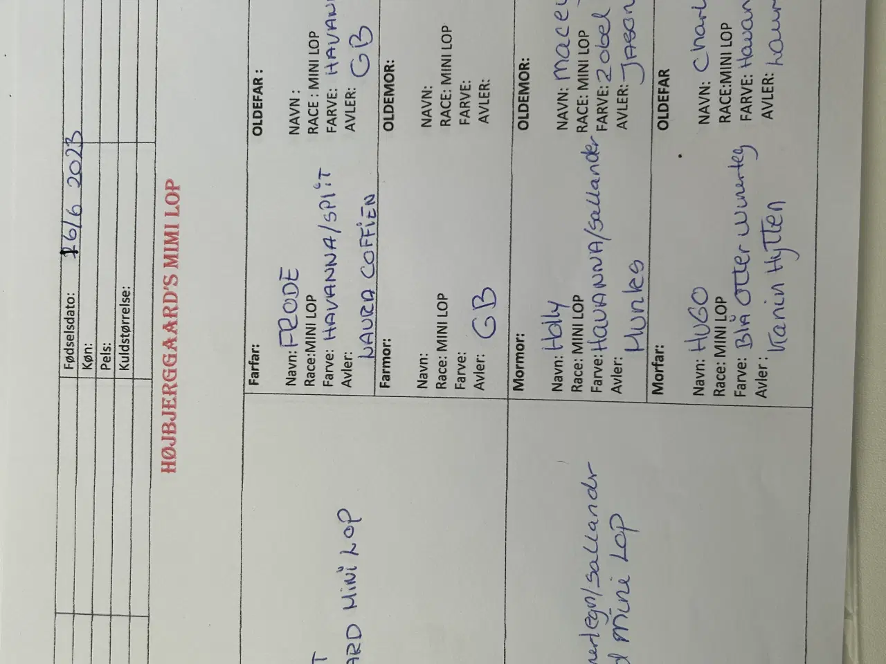 Billede 17 - 2 søde mini lop kaniner (søstre)