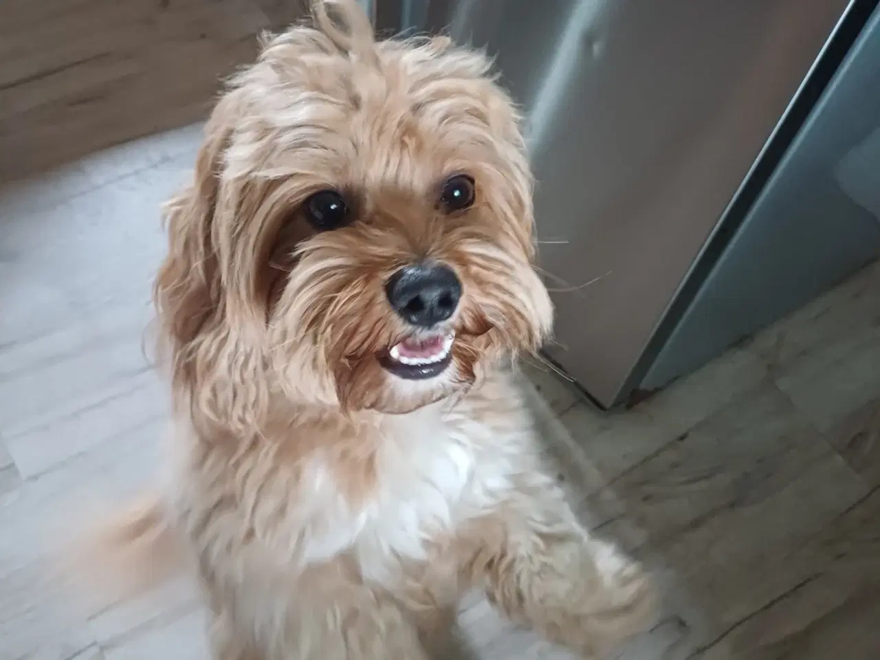 Billede 5 - Puddel/ Maltipoo pige sælges 