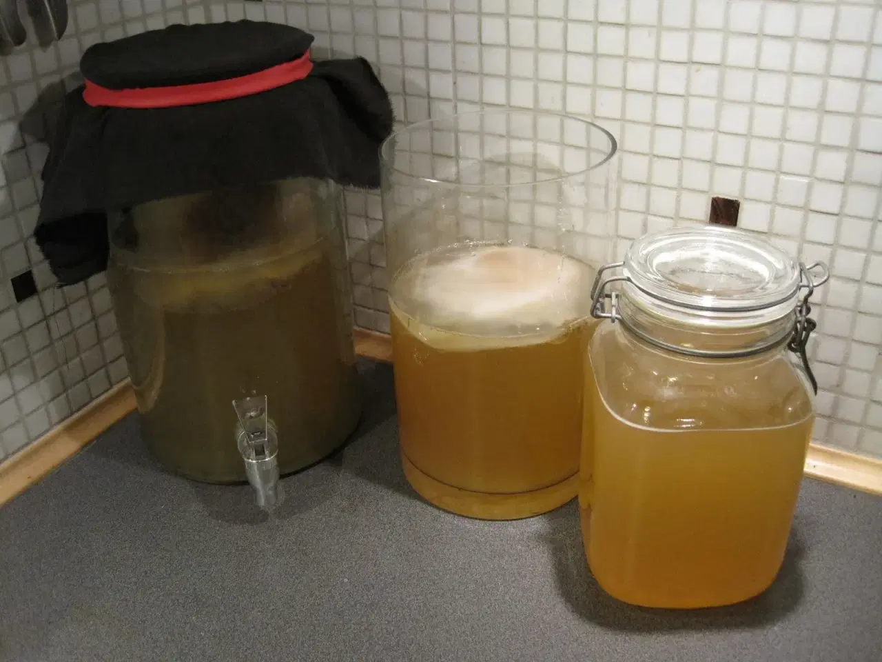 Billede 1 - Kombucha Scoby probiotisk Te-svamp 