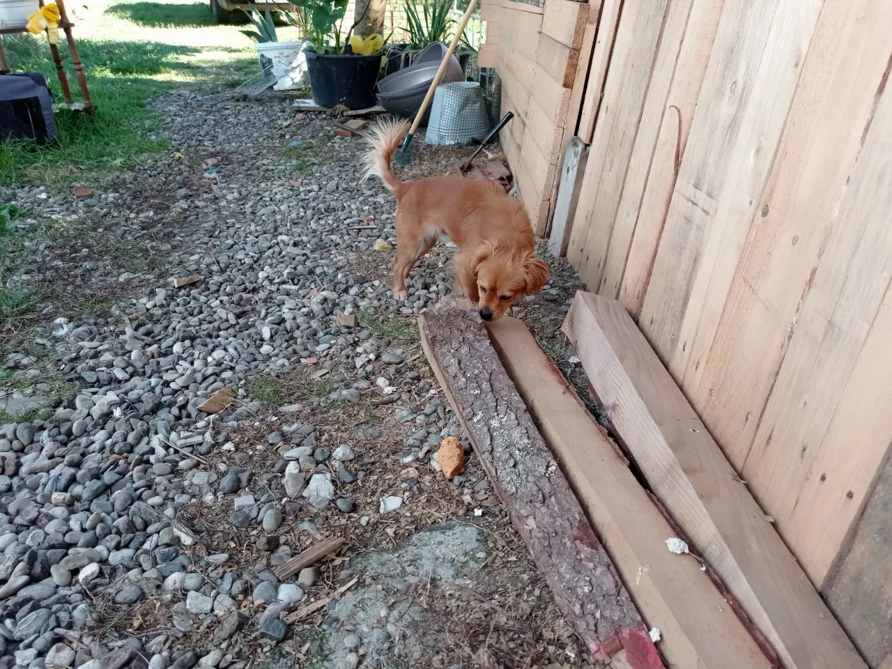 Billede 4 - Carlo - Aktiv glad dreng