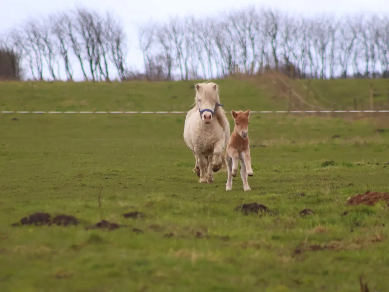 Billede 2 - palomino farvet shetlandspony hingsteføl, rødt pas