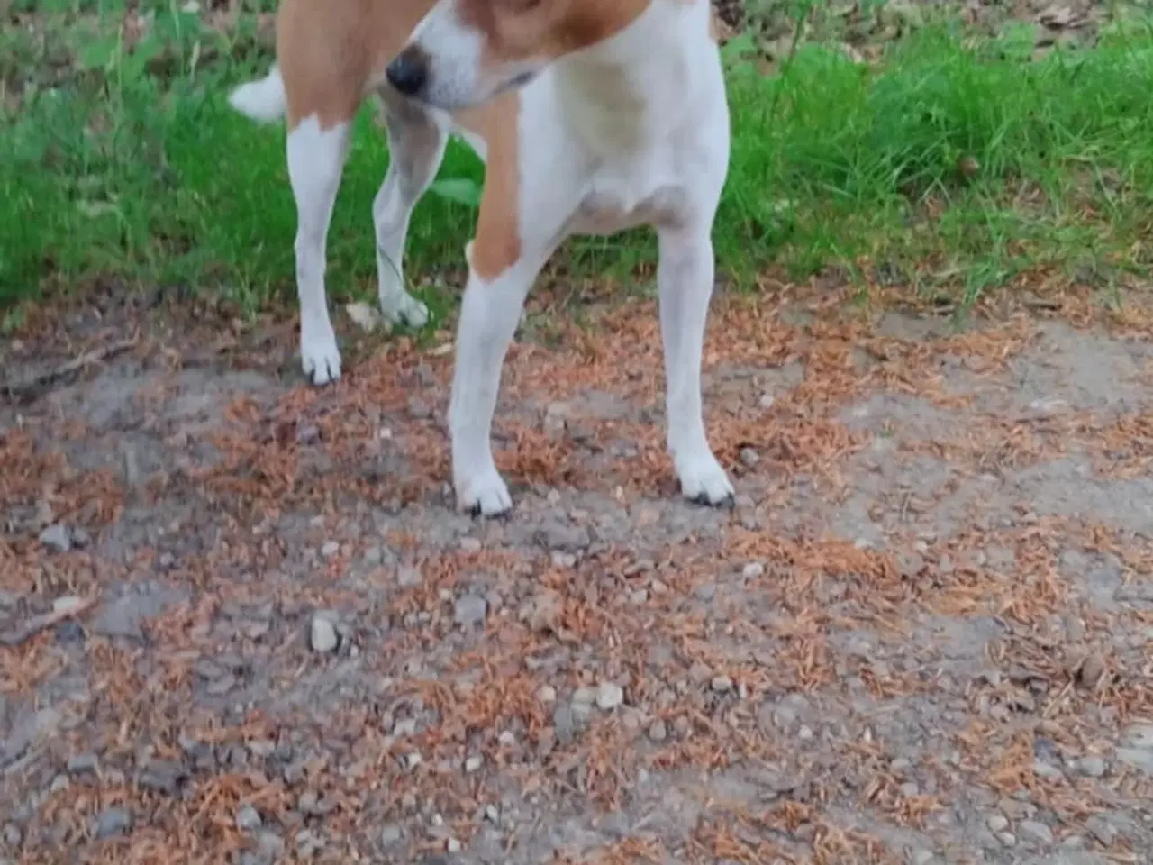 Billede 3 - Dansk Svensk gårdhunde Hvalpe