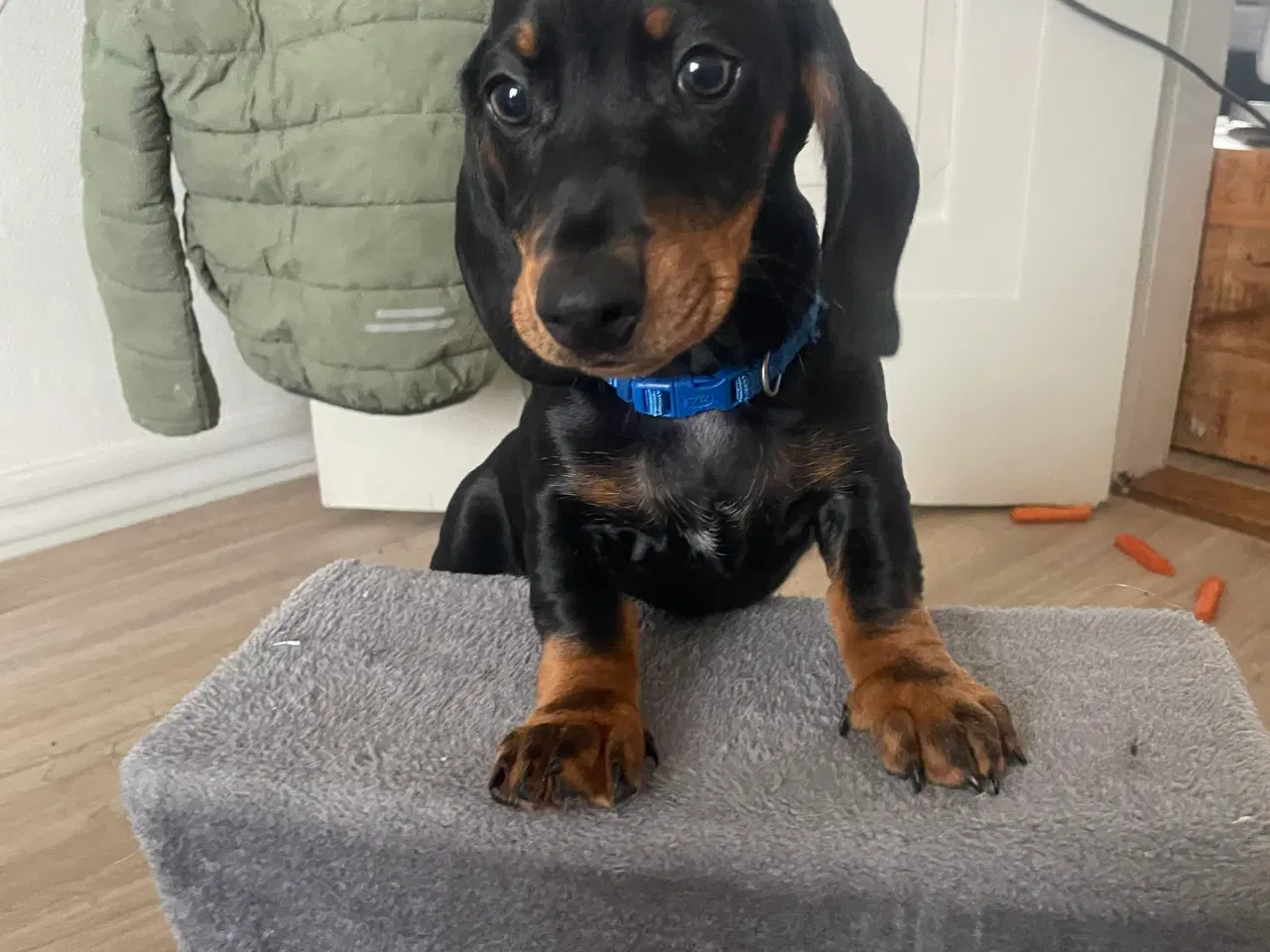 Billede 5 - Mini Gravhund/ Dachshund Hvælpe