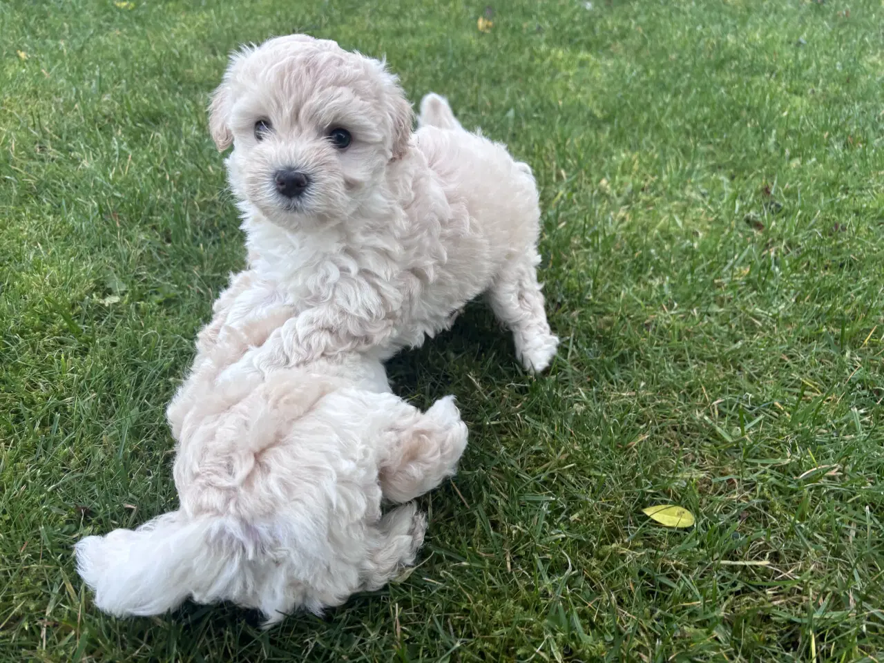 Billede 10 - Maltipoo Puddel Maltese