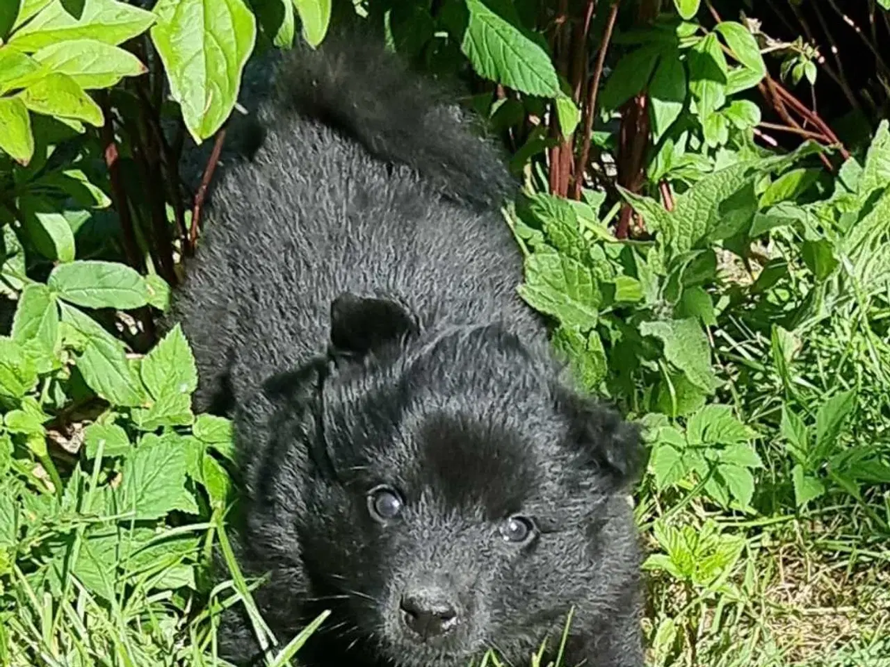 Billede 1 - Svensk lapphund 