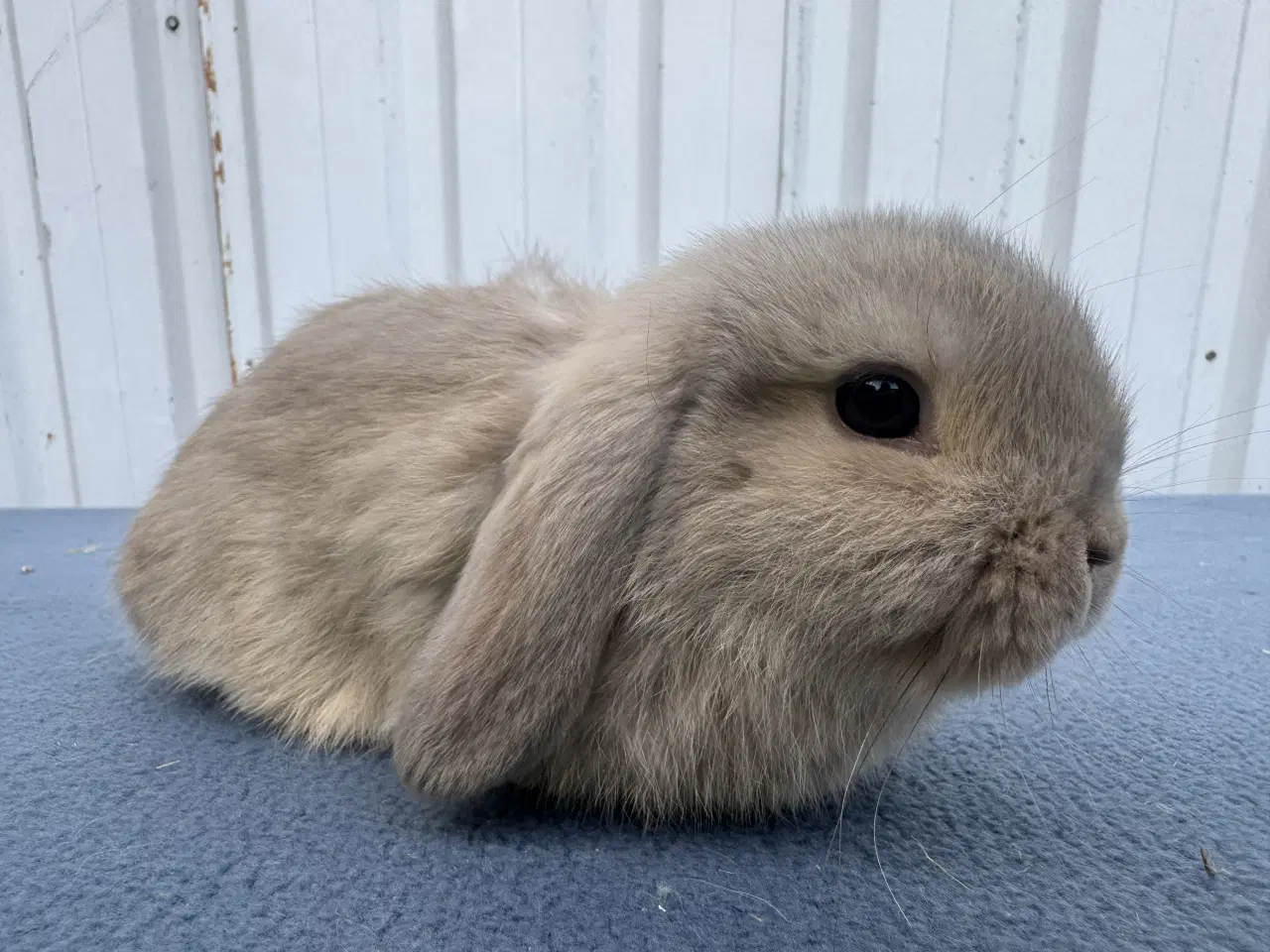 Billede 3 - Mini lop hankanin